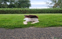 Sprollie dogs for sale: 7 lovely sprollie pups for sale - Image 16