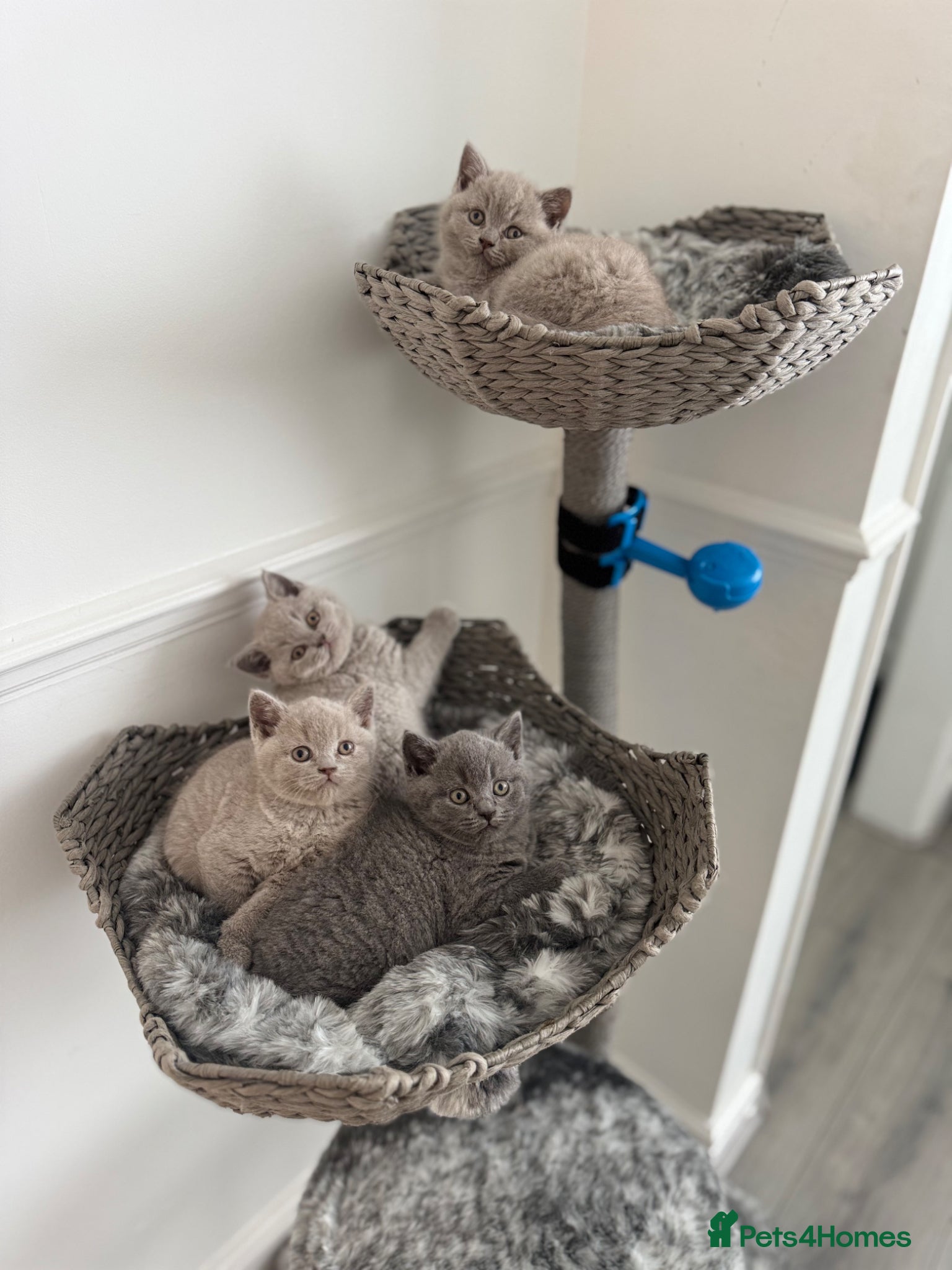 British Shorthair cats ✨ Beautiful British Shorthair Kittens Available ✨ - Advert 1