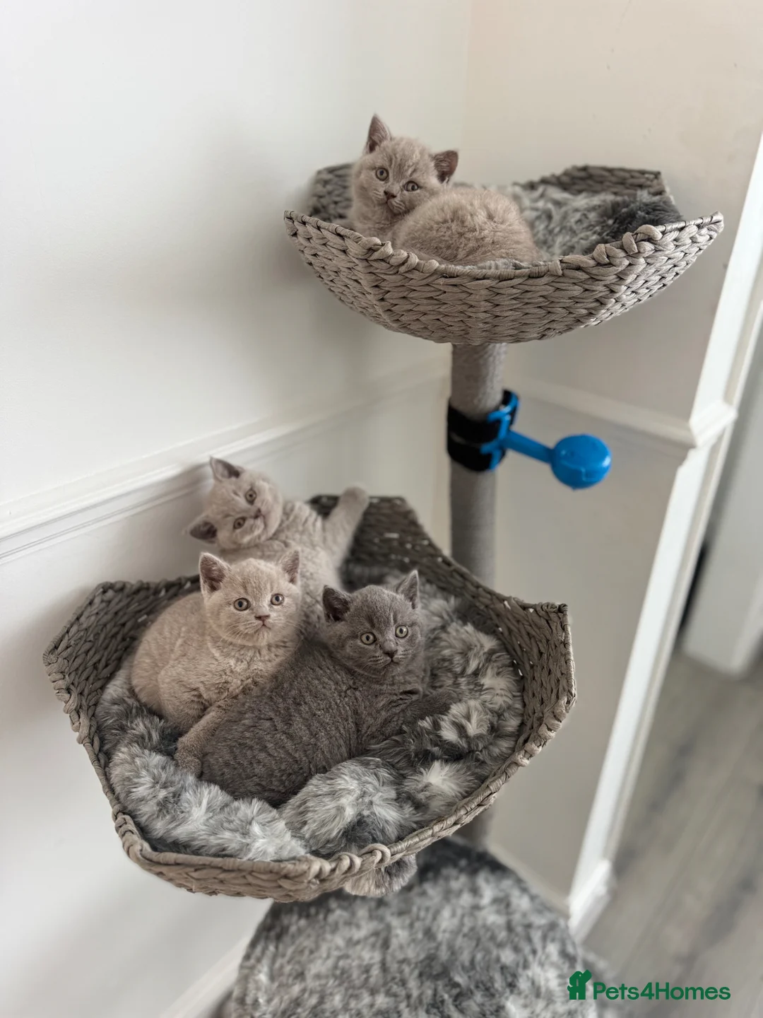 British Shorthair cats for sale: ✨ Beautiful British Shorthair Kittens Available ✨ - Advert 1