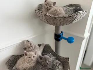 British Shorthair cats ✨ Beautiful British Shorthair Kittens Available ✨ - Advert 2