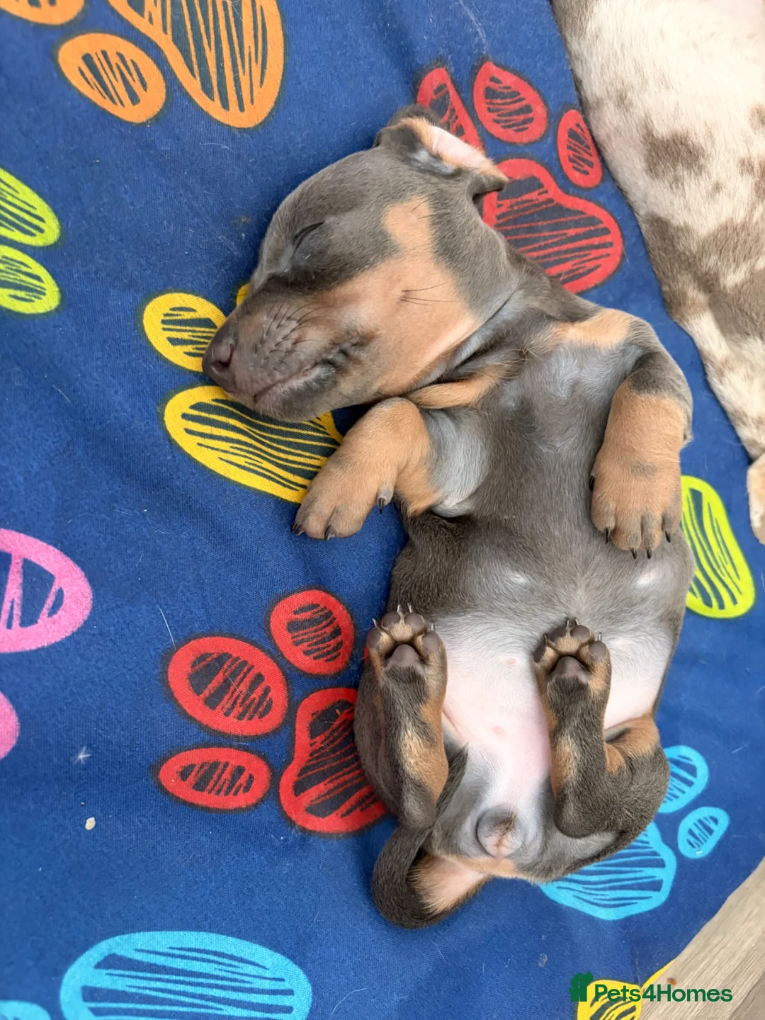 Miniature Dachshund dogs for sale: Last 2 girls left - Advert 14