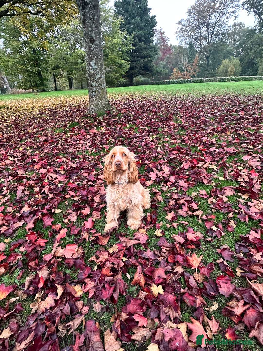 Cocker Spaniel dogs for sale: Cocker Spaniel - Advert 6