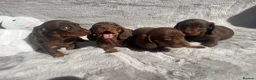 Dachshund dogs for sale: 4 beautiful miniature Dachshund  in Longfield - Advert 13
