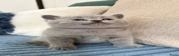 British Shorthair cats for sale: Cuteness beautiful British Shorthair kittens - Advert 11