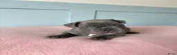 French Bulldog dogs for sale: 6 Adorable French Bulldog puppies - Advert 15