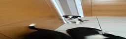 Border Collie dogs for sale: Border collies for sale in Denbigh - Advert 3
