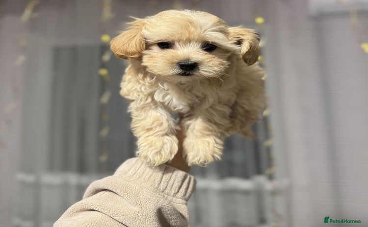 Maltipoo dogs - Advert 1
