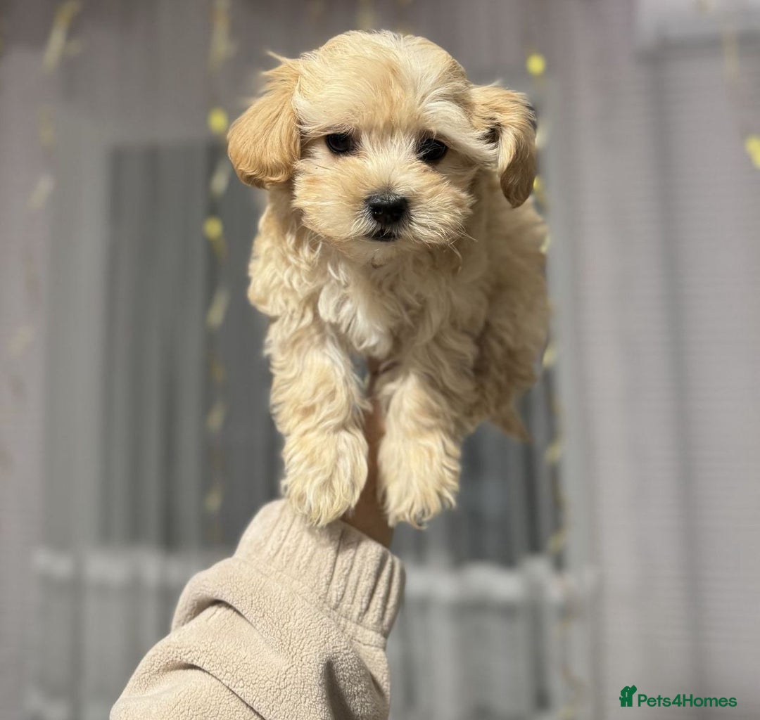 Maltipoo dogs for sale: Expecting F1 small Maltipoo puppies - Image 1