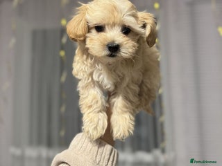 Maltipoo dogs - Advert 2