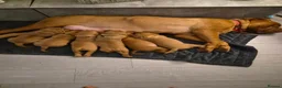 Dogue De Bordeaux dogs for sale: Stunning Dogue de Bordeaux puppies - Advert 2