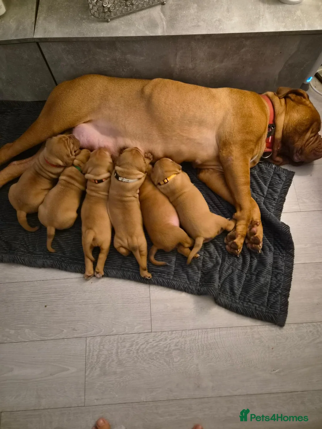 Dogue De Bordeaux dogs for sale: Stunning Dogue de Bordeaux puppies - Advert 2