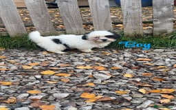 Malshi dogs for sale: Shitzu cross Maltese puppy for sale  - Image 2