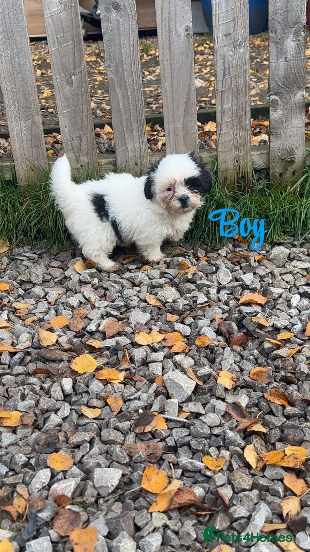 Malshi dogs for sale: Shitzu cross Maltese puppy for sale  - Image 2