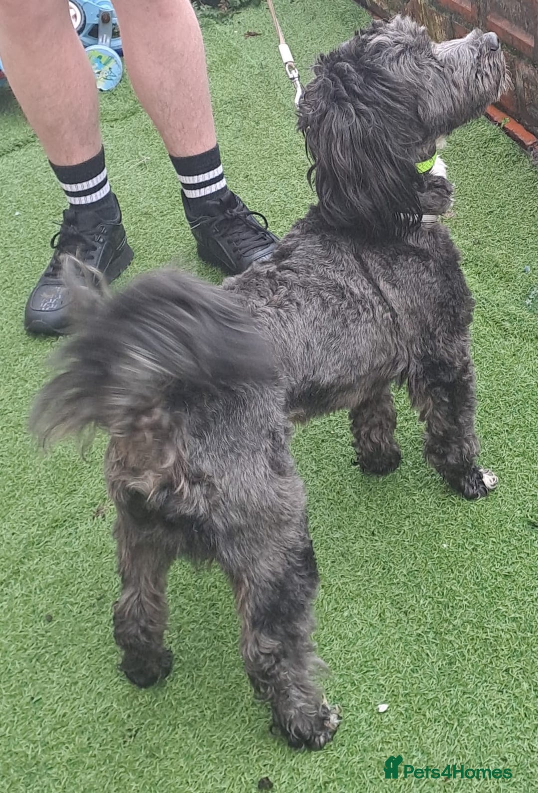 Lhasapoo dogs for sale: Beautiful lhasapoo boy  - Advert 6