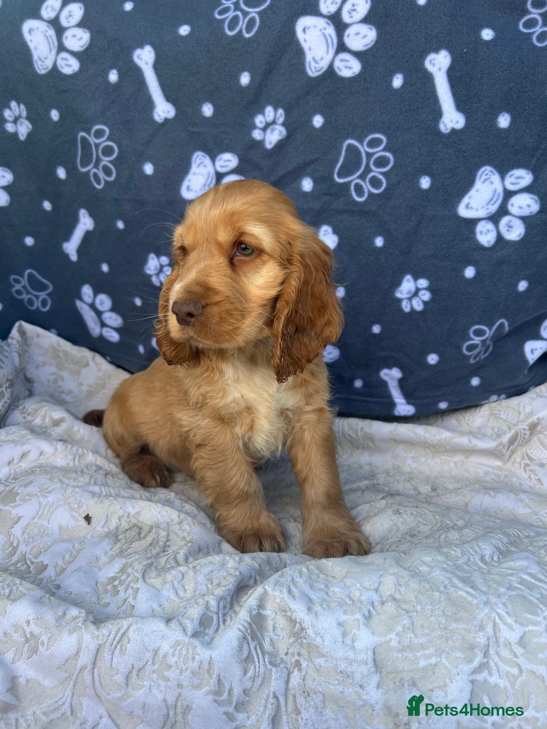 Cocker Spaniel dogs for stud: KC Reg DNA Health Tested Show Cocker Sable Stud in Doncaster - Image 6