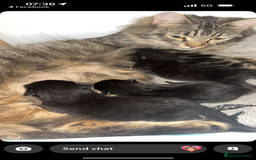 Domestic Shorthair cats for sale: Brother and sister forever home - Image 6
