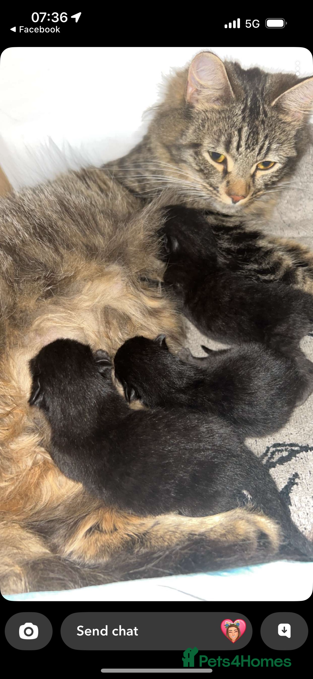 Domestic Shorthair cats for sale: Brother and sister forever home - Image 6