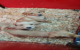 Labrador Retriever dogs for sale: Labrador Fox Red - Image 8
