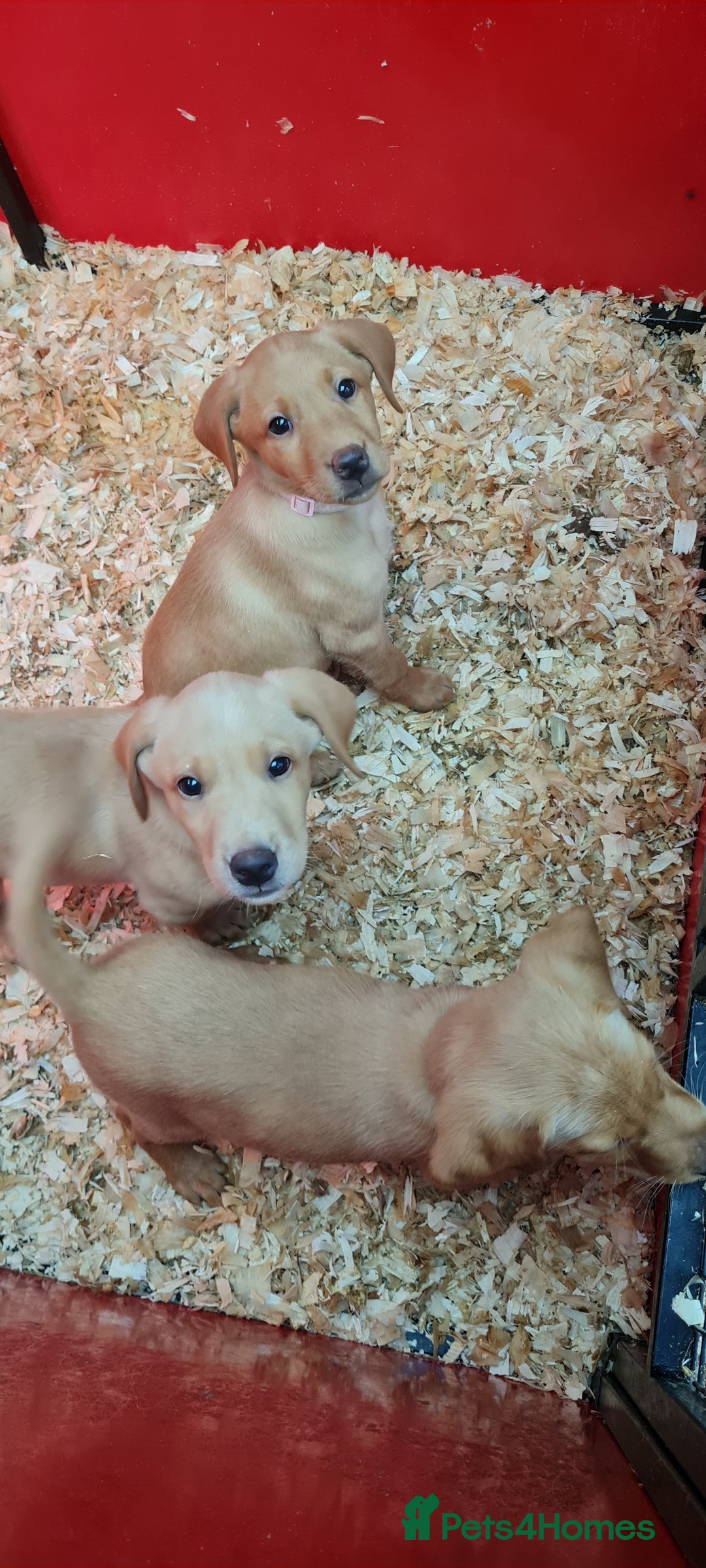 Labrador Retriever dogs for sale: Labrador Fox Red - Image 8
