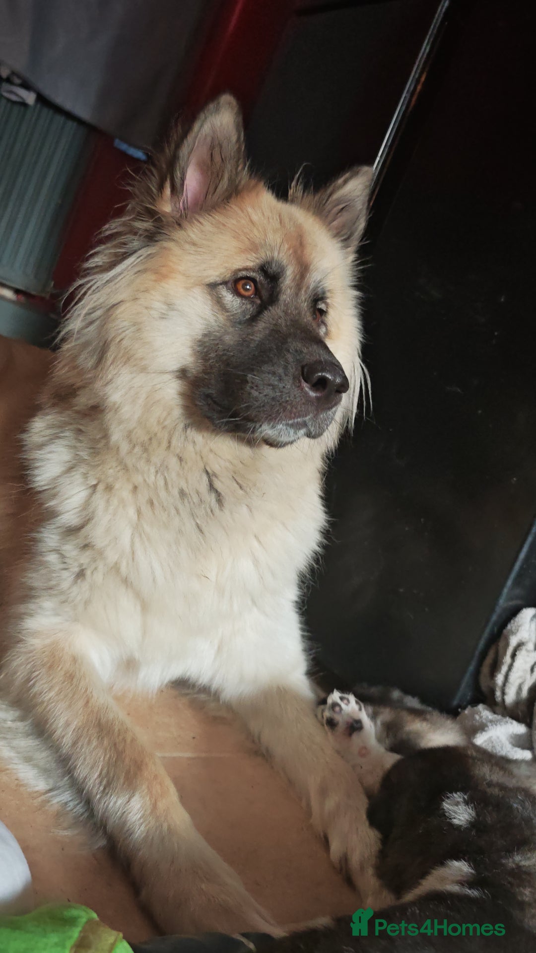 Akita dogs for sale: Akita puppys ready now  - Advert 1