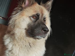 Akita dogs Akita puppys ready now - Advert 15