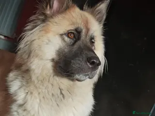 Akita dogs Akita puppys ready now - Advert 9