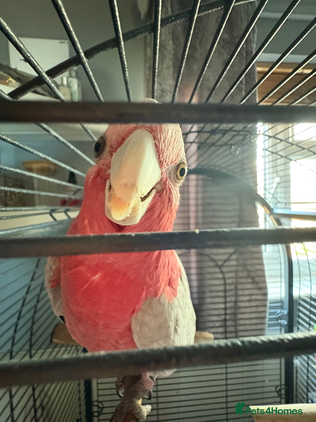 Parrots birds for sale: Galah cockatoo - Advert 5