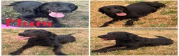 Labrador Retriever dogs for sale: Chocolate/Yellow/Black KC Reg Labrador Retrievers  - Advert 18