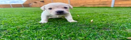 Labrador Retriever dogs for sale: KC Registered Labrador Babies 🐾🐾🐾 - Advert 14