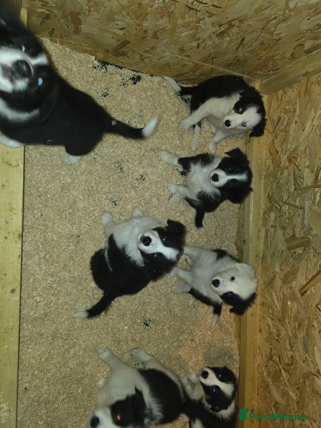 Border Collie dogs for sale: Border collie pups  - Advert 26