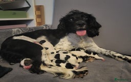 English Springer Spaniel dogs for sale: Adorable Springer Spaniel Puppies  - Image 5