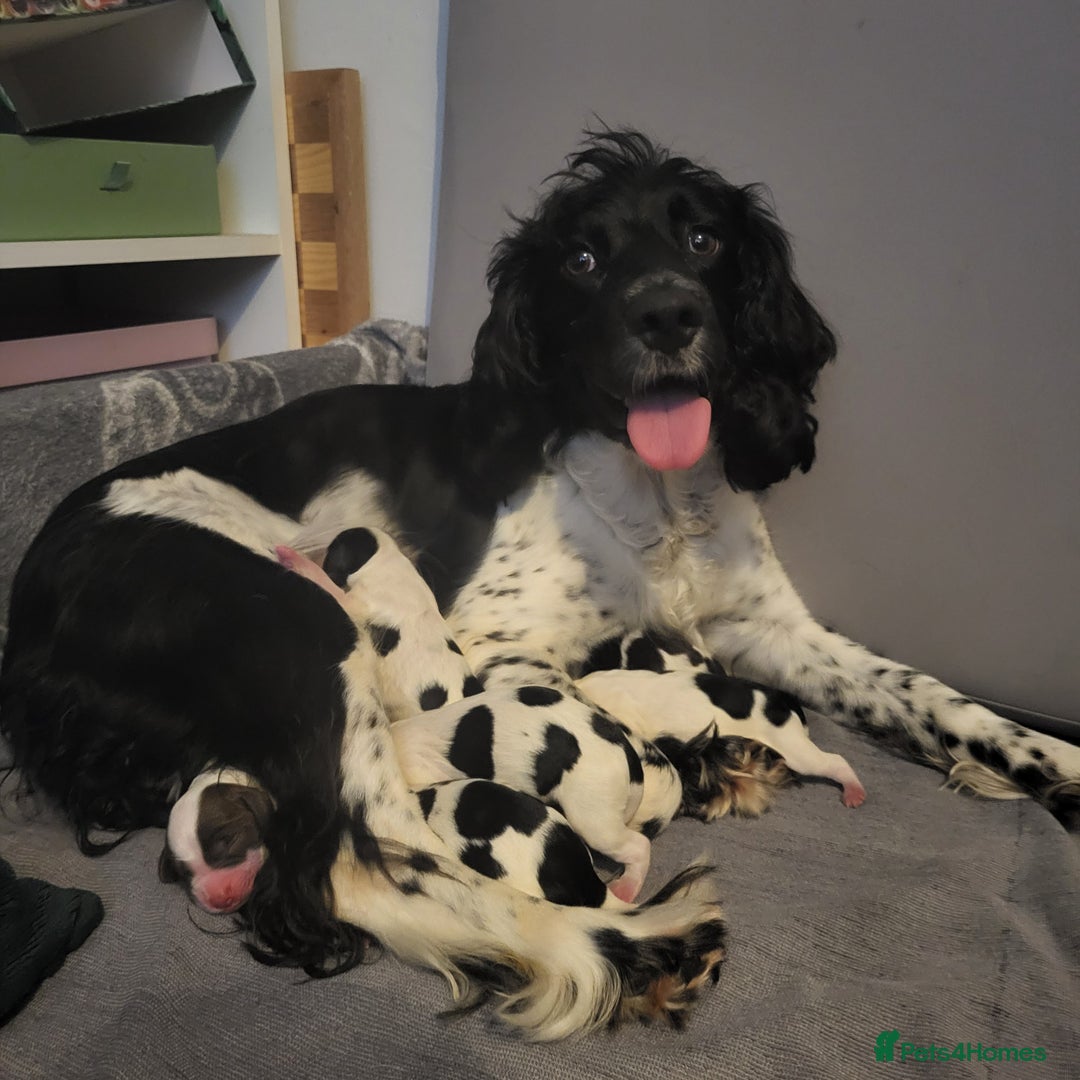 English Springer Spaniel dogs for sale: Adorable Springer Spaniel Puppies  - Image 5