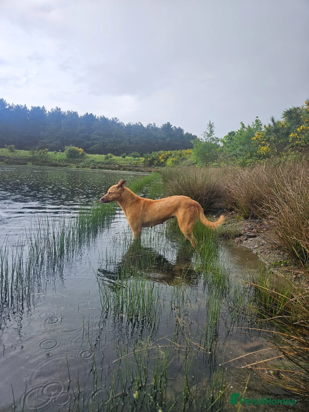 Lurcher dogs for sale: Stunning Kelpie lurchers  - Advert 2