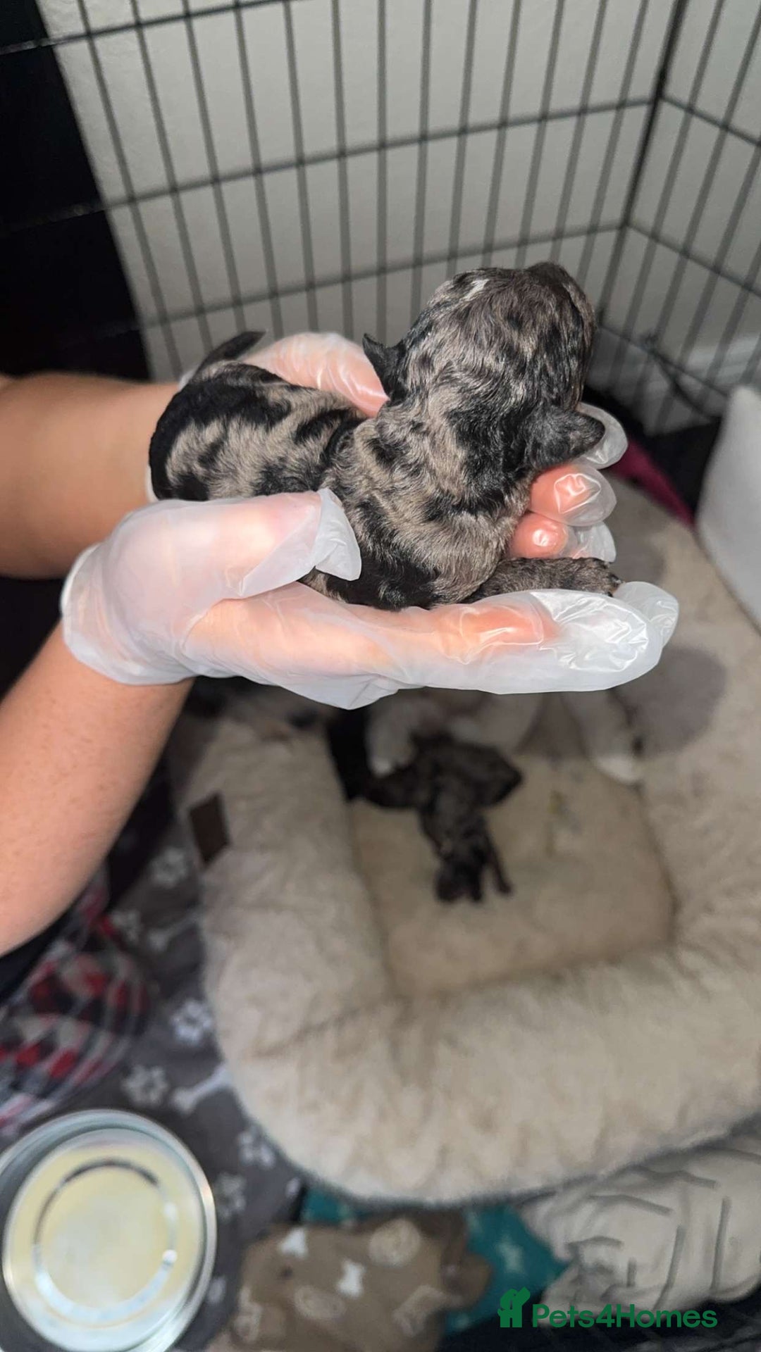 Mixed Breed dogs for sale: Cavapoochon X cockapoo puppies - Image 3