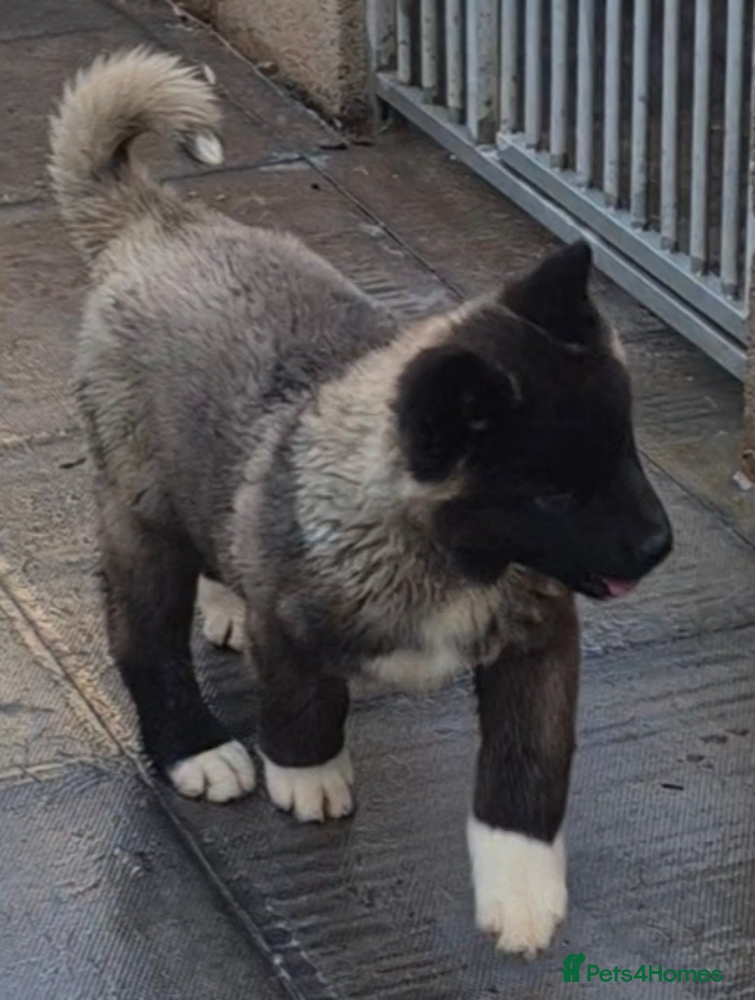 Akita dogs for sale: KC REGISTERED BEAR HEAD AMERICAN AKITA FEMALE PUP - Advert 3