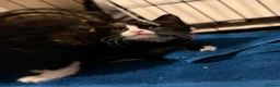 Mixed Breed cats for sale: Female kitten  in Birmingham - Advert 4