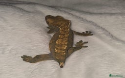 Gecko reptiles for sale: Proven Harlequin Female  - Image 4