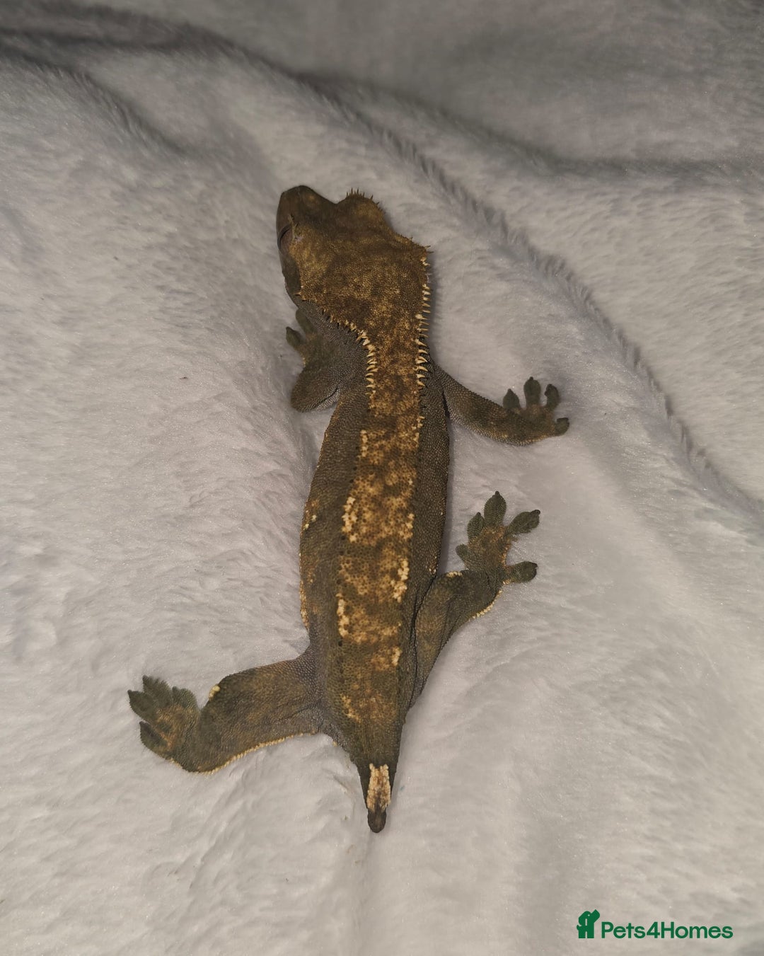 Gecko reptiles for sale: Proven Harlequin Female  - Image 4