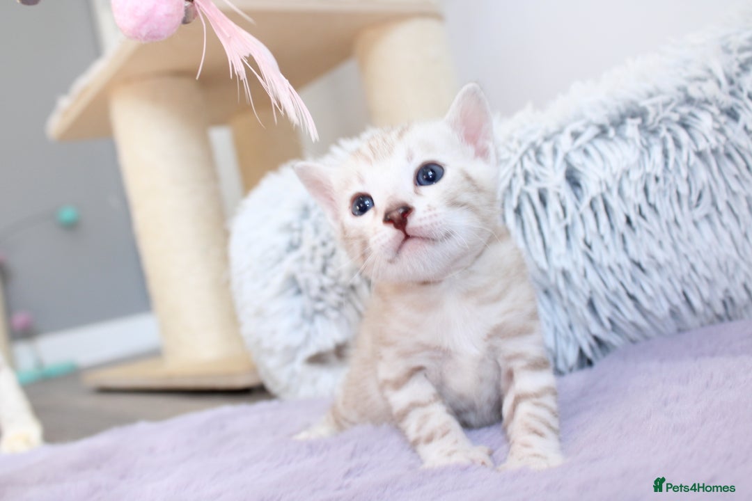Bengal cats for sale: 😻OUTSTANDING SHOW BENGALS. SHOW WINNING PARENTS🏆 - Image 25