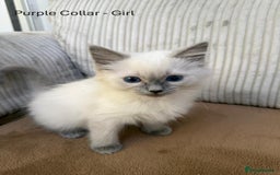 Ragdoll cats for sale: 4 cute fluffy Ragdoll Kittens - Advert 22