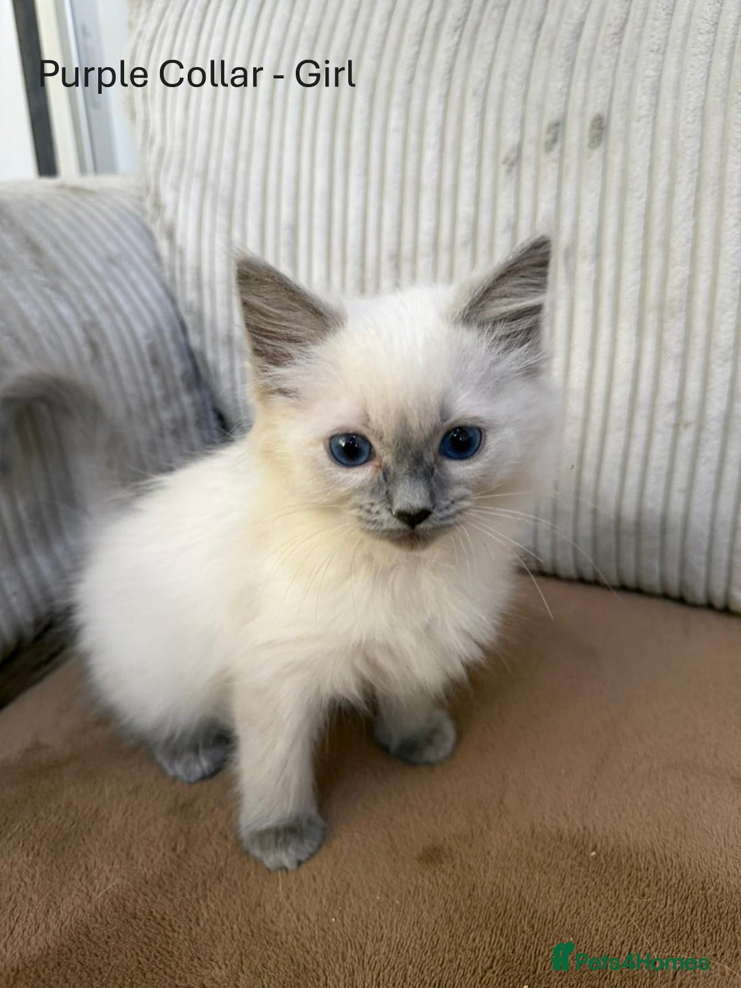 Ragdoll cats for sale: 4 cute fluffy Ragdoll Kittens - Advert 22