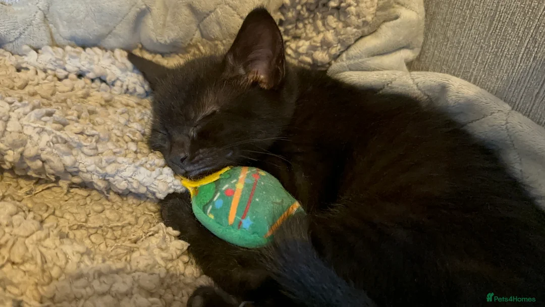 Mixed Breed cats for sale: Beautiful Male Sphynx X Tabby Mackrell Kittens  - Advert 2