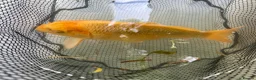 Koi Carp fish for sale: Mixed Koi Carp Golden Orfe Fish Collection - Advert 2