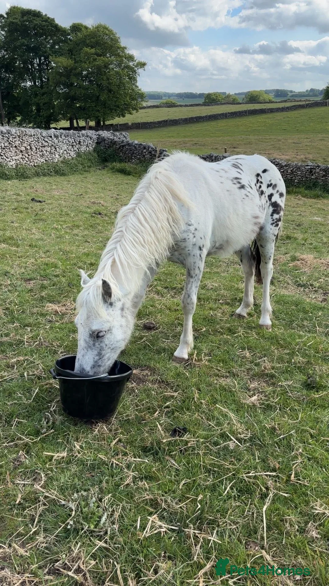 Dartmoor horses for sale: Spotty pony  in Buxton - Advert 3