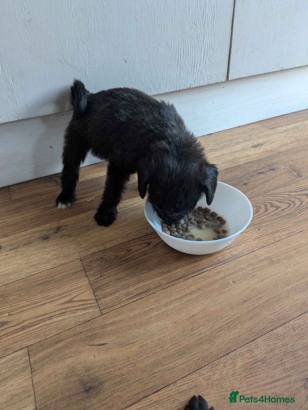 Mixed Breed dogs for sale: Gorgeous Black Poogledoodles Kid-Friendly Beauties - Image 22