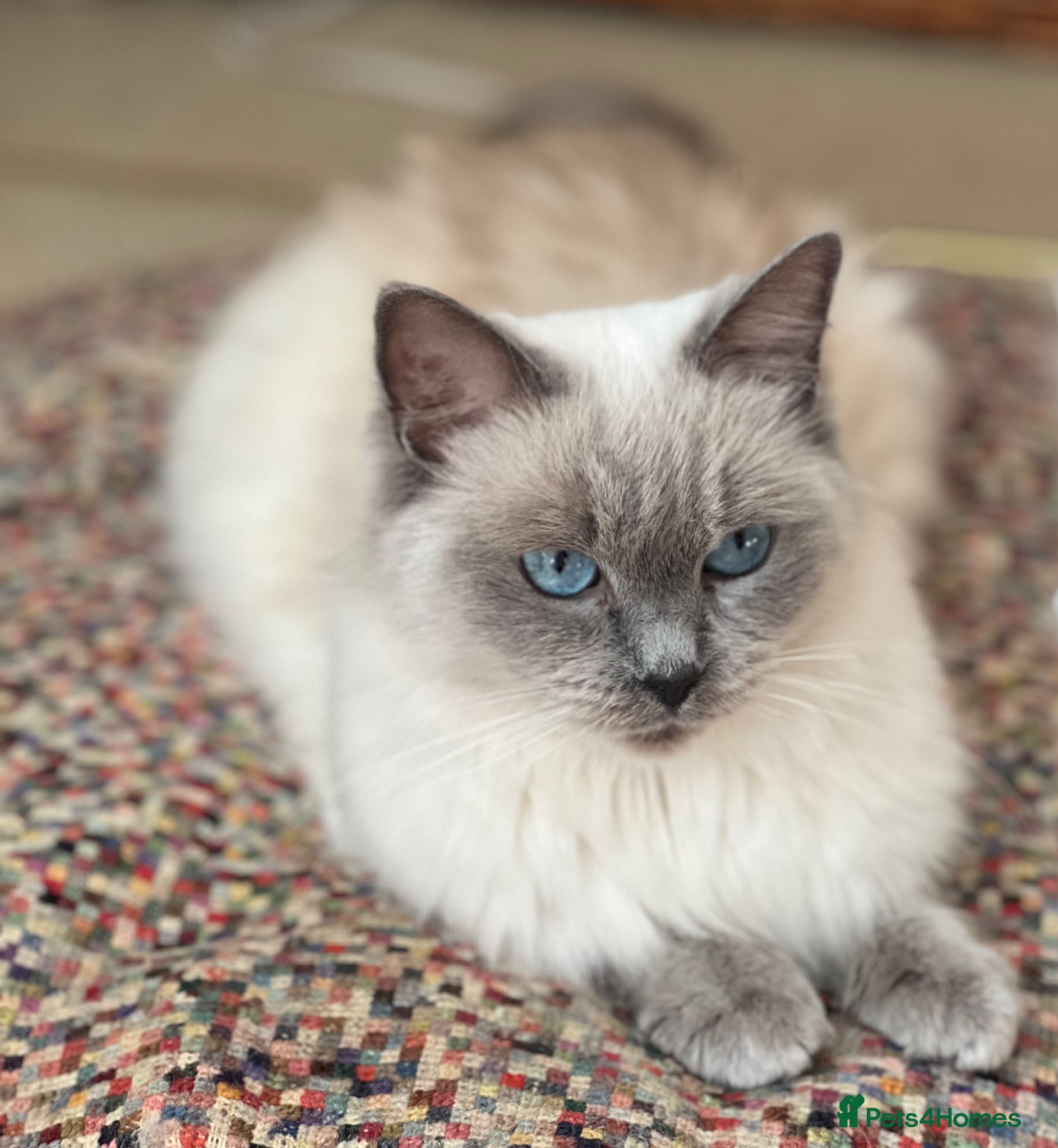 Ragdoll cats for sale: Beautiful blue pure ragdoll kittens - Advert 7