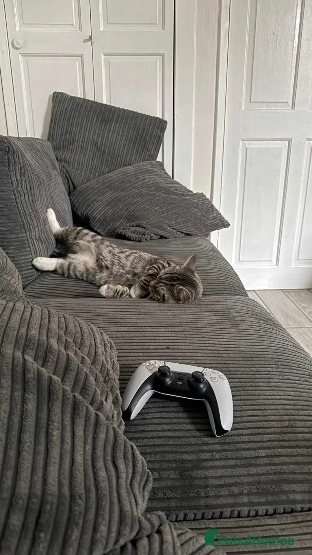 Scottish Fold cats for sale: Half Scottish Fold Boy  in Birmingham - Advert 2