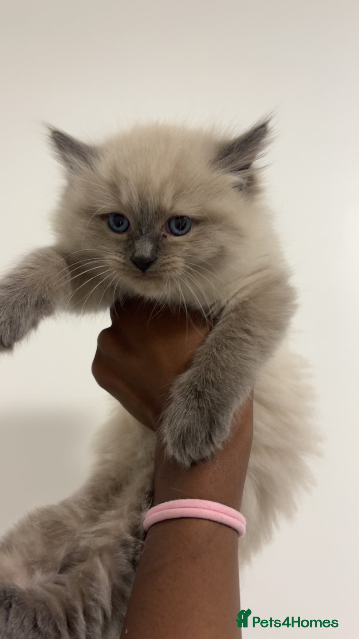 Ragdoll cats 8 week old Lilac Ragdoll Kitten🥹💜🐈 - Advert 2