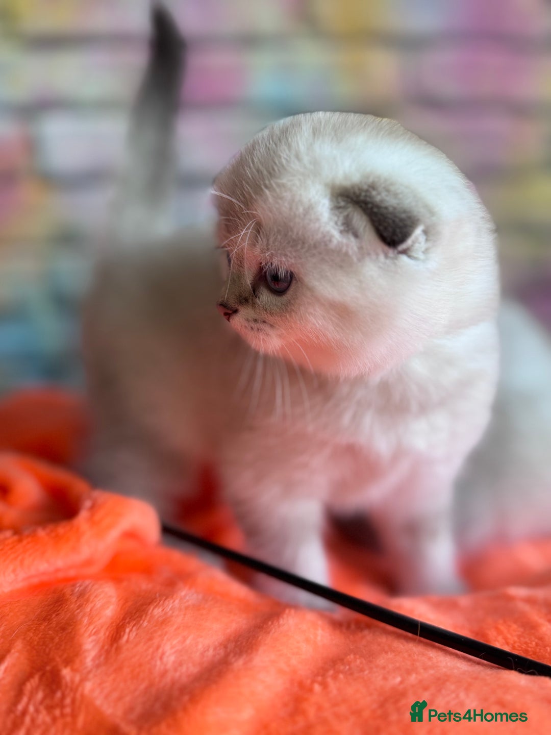Scottish Fold cats for sale: SCOTTISH FOLD KITTENS 😻 - Advert 2