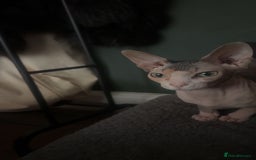Sphynx cats for sale: Male Sphinx available  - Image 5